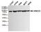 X-Ray Repair Cross Complementing 5 antibody, GTX66843, GeneTex, Western Blot image 