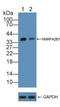 Heterogeneous Nuclear Ribonucleoprotein A2/B1 antibody, LS-C294487, Lifespan Biosciences, Western Blot image 