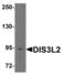 DIS3L2 antibody, PA5-72881, Invitrogen Antibodies, Western Blot image 