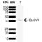 ELOVL Fatty Acid Elongase 3 antibody, SMC-555D-ALP, StressMarq, Western Blot image 