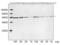 FLAG antibody, LS-C51074, Lifespan Biosciences, Western Blot image 