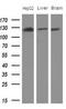 CD13 antibody, LS-C340268, Lifespan Biosciences, Western Blot image 