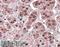 Endoplasmic reticulum resident protein 44 antibody, 46-542, ProSci, Western Blot image 