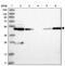WD Repeat Domain 37 antibody, PA5-57924, Invitrogen Antibodies, Western Blot image 