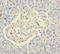 Dynactin Subunit 3 antibody, A57037-100, Epigentek, Immunohistochemistry paraffin image 