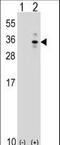 X-box-binding protein 1 antibody, LS-B11208, Lifespan Biosciences, Western Blot image 