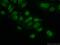 PEST Proteolytic Signal Containing Nuclear Protein antibody, 11180-2-AP, Proteintech Group, Immunofluorescence image 