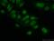 PEST Proteolytic Signal Containing Nuclear Protein antibody, 11180-2-AP, Proteintech Group, Immunofluorescence image 