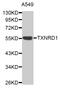 Thioredoxin Reductase 1 antibody, MBS129286, MyBioSource, Western Blot image 