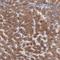 Retinol Binding Protein 4 antibody, NBP1-86173, Novus Biologicals, Immunohistochemistry paraffin image 