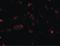 SLIT And NTRK Like Family Member 2 antibody, PA5-20472, Invitrogen Antibodies, Immunofluorescence image 