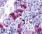 ADCYAP Receptor Type I antibody, LS-A946, Lifespan Biosciences, Immunohistochemistry frozen image 