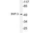 Bone Morphogenetic Protein 3 antibody, LS-C291670, Lifespan Biosciences, Western Blot image 