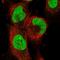 Anaphase Promoting Complex Subunit 11 antibody, NBP1-90139, Novus Biologicals, Immunofluorescence image 