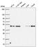 RELT TNF Receptor antibody, HPA062824, Atlas Antibodies, Western Blot image 