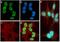 H3 Histone Family Member 3B antibody, 710293, Invitrogen Antibodies, Immunofluorescence image 