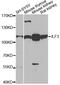 Interleukin Enhancer Binding Factor 3 antibody, 15-318, ProSci, Western Blot image 