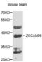 Zinc Finger And SCAN Domain Containing 26 antibody, LS-C349246, Lifespan Biosciences, Western Blot image 