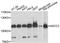 Activating Signal Cointegrator 1 Complex Subunit 2 antibody, A13789, ABclonal Technology, Western Blot image 