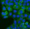 Ezrin antibody, A01750-2, Boster Biological Technology, Immunofluorescence image 