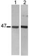 Paired Box 6 antibody, ab5790, Abcam, Western Blot image 