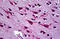 Chaperonin Containing TCP1 Subunit 5 antibody, MBS246081, MyBioSource, Immunohistochemistry frozen image 