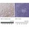 Nfl antibody, NBP2-54669, Novus Biologicals, Immunohistochemistry paraffin image 