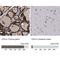 Carboxypeptidase Q antibody, NBP1-87457, Novus Biologicals, Immunohistochemistry paraffin image 