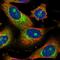 Centrosomal Protein 85 antibody, HPA028252, Atlas Antibodies, Immunocytochemistry image 