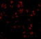 Toll Like Receptor 5 antibody, A00462-1, Boster Biological Technology, Immunofluorescence image 