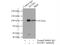 Matrin 3 antibody, 12202-2-AP, Proteintech Group, Immunoprecipitation image 