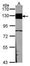 Laminin Subunit Beta 3 antibody, PA5-21514, Invitrogen Antibodies, Western Blot image 