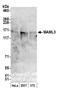 Mastermind Like Transcriptional Coactivator 3 antibody, A300-683A, Bethyl Labs, Western Blot image 