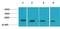 p21 antibody, STJ97470, St John