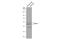 RNA Binding Fox-1 Homolog 3 antibody, GTX132974, GeneTex, Western Blot image 