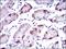 ACSB antibody, NBP2-37413, Novus Biologicals, Immunohistochemistry paraffin image 