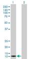 Apolipoprotein L4 antibody, H00080832-B01P, Novus Biologicals, Western Blot image 