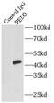 Pelota MRNA Surveillance And Ribosome Rescue Factor antibody, FNab06305, FineTest, Immunoprecipitation image 