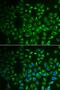 Fatty Acid Binding Protein 6 antibody, PA5-77060, Invitrogen Antibodies, Immunofluorescence image 