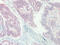 C-X-C Motif Chemokine Ligand 16 antibody, XP-5117, ProSci, Immunohistochemistry paraffin image 