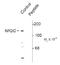 Glutamate Ionotropic Receptor NMDA Type Subunit 2C antibody, TA309199, Origene, Western Blot image 