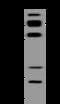 Ras Responsive Element Binding Protein 1 antibody, 206653-T32, Sino Biological, Western Blot image 
