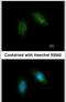 Calpain 5 antibody, PA5-21934, Invitrogen Antibodies, Immunofluorescence image 