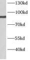 BRCA1 Associated RING Domain 1 antibody, FNab00803, FineTest, Western Blot image 