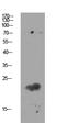 Claudin 11 antibody, STJ99632, St John