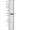 Cytochrome C Oxidase Assembly Homolog COX15 antibody, abx149500, Abbexa, Western Blot image 