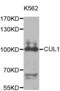Cullin 1 antibody, abx001748, Abbexa, Western Blot image 