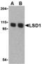 Lysine Demethylase 1A antibody, MBS150364, MyBioSource, Western Blot image 