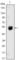 Bone Morphogenetic Protein 4 antibody, abx011757, Abbexa, Western Blot image 