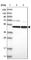 Prolyl-TRNA Synthetase 2, Mitochondrial antibody, HPA028518, Atlas Antibodies, Western Blot image 